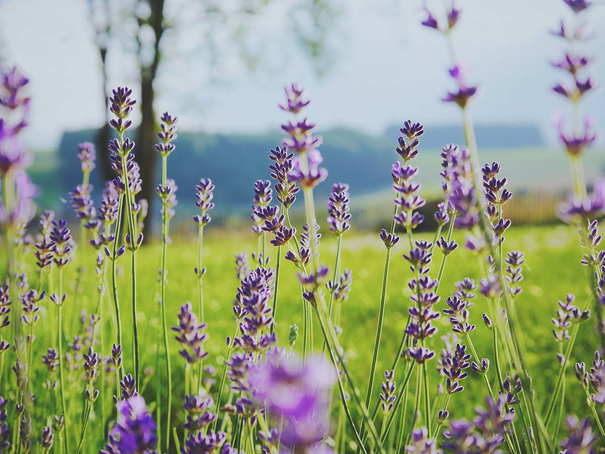 flower tilt shift photography of purple flowers plant