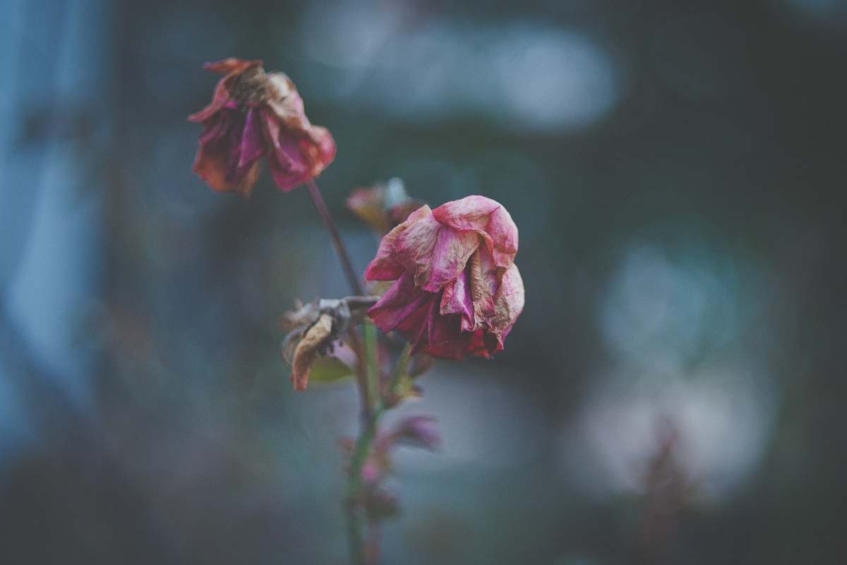 person pink and white flower plant flower