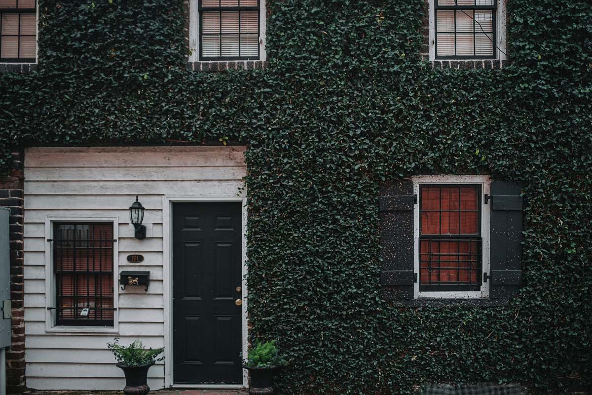 plant photo of house with green leafed covered wall door