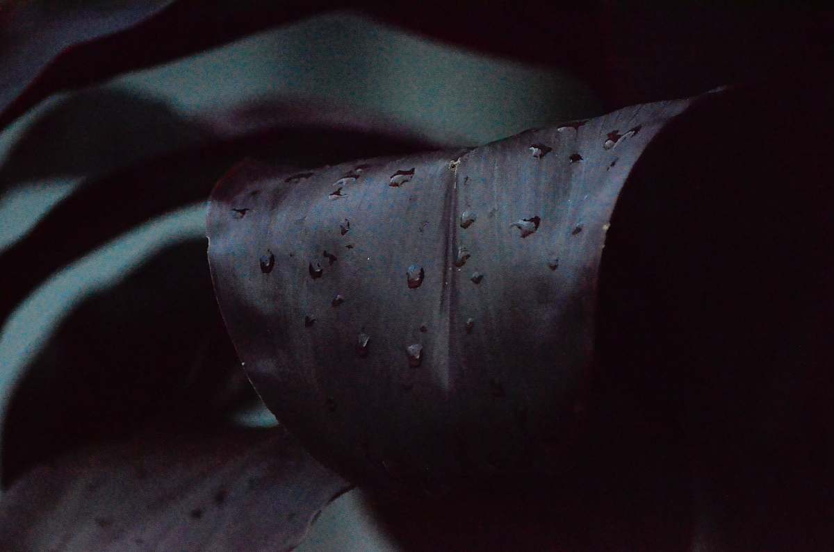 foliage water droplets on brown leaf plant