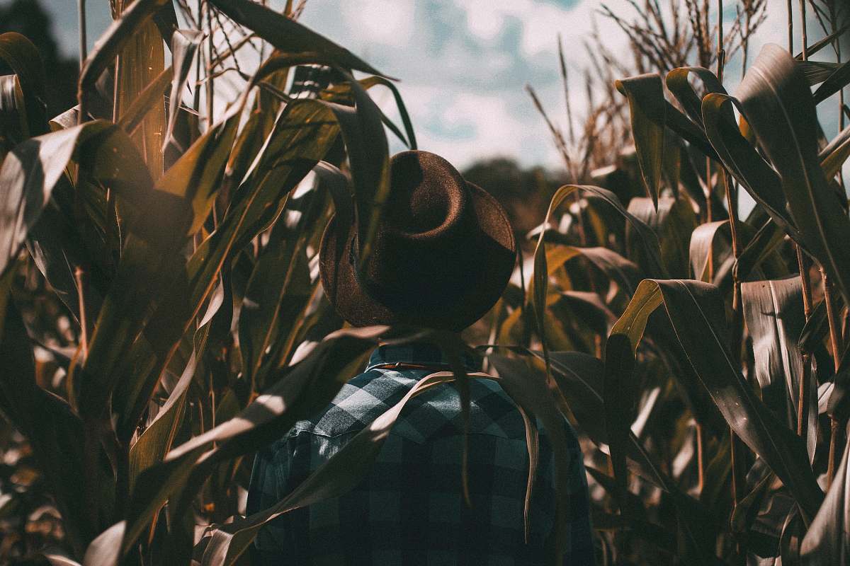 farm person wearing brown trilby hat on corn field fall