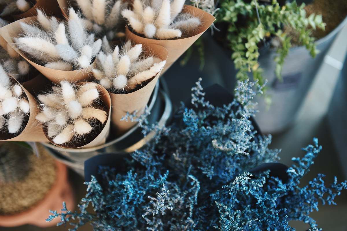 flower closeup photo of variety plants pot