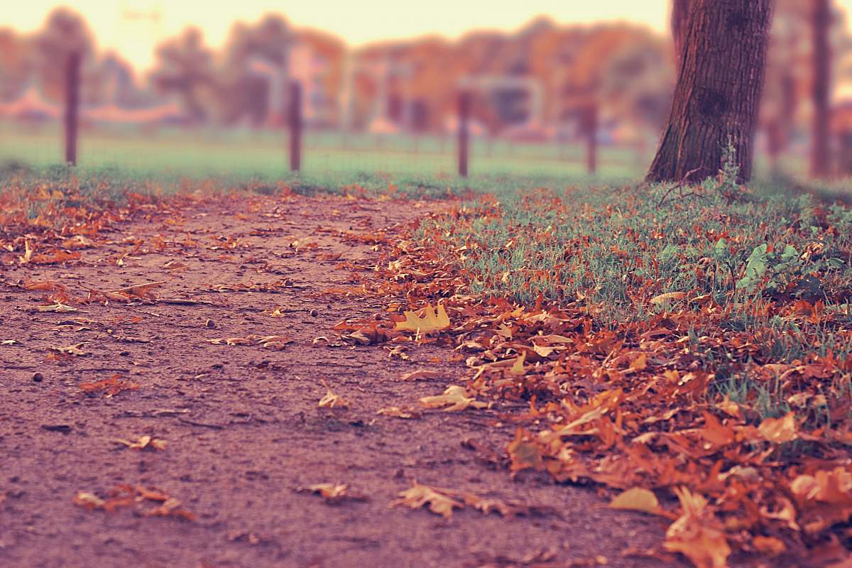 tree focused photo of a leaves grass