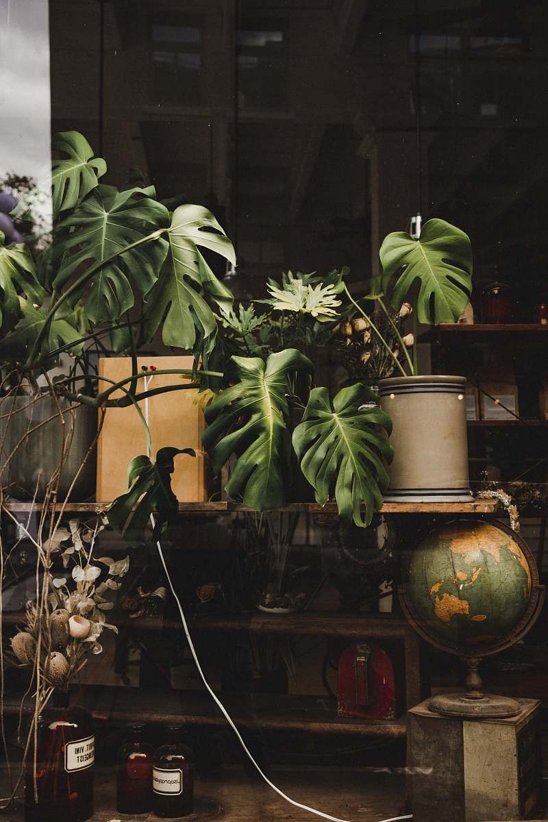  green plant in brown pot 