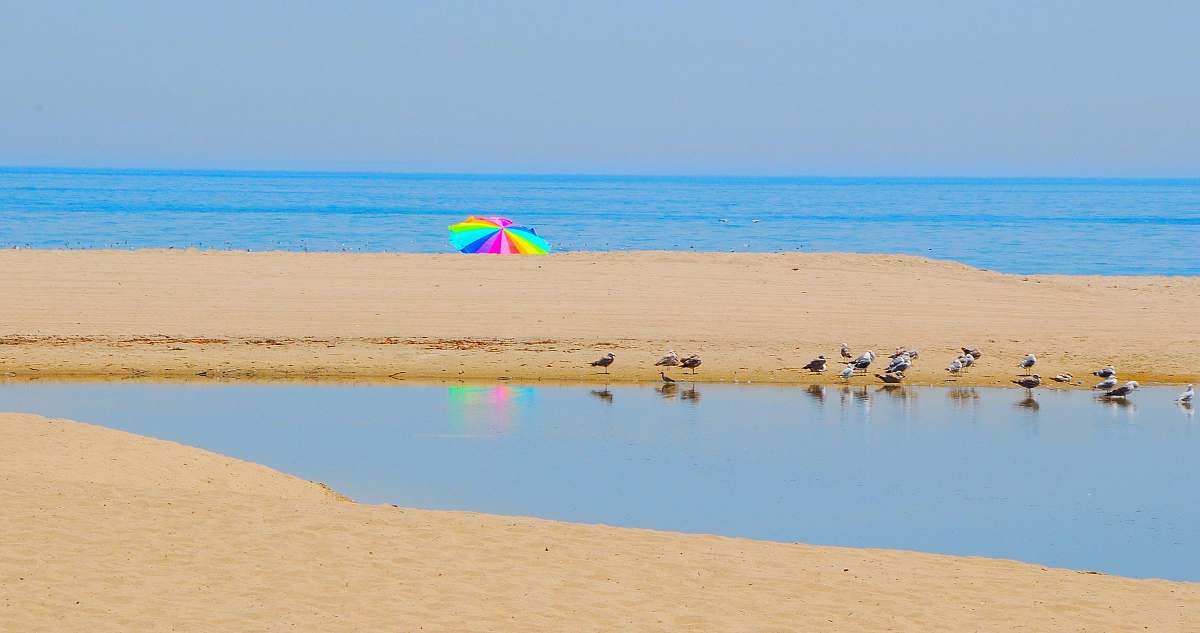 coast flocks of bird at water during daytime ocean