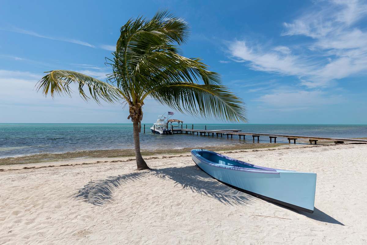 sea white canoe near palm tree water