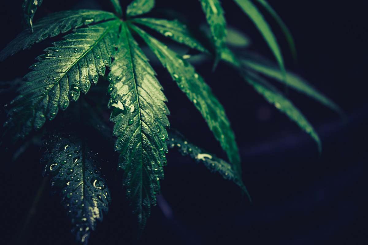 plant green leafed plant leaf