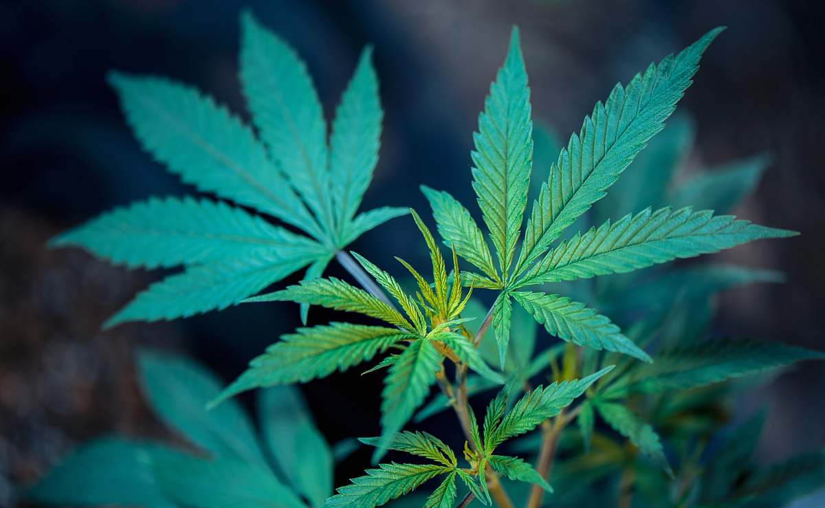 plant green plant weed