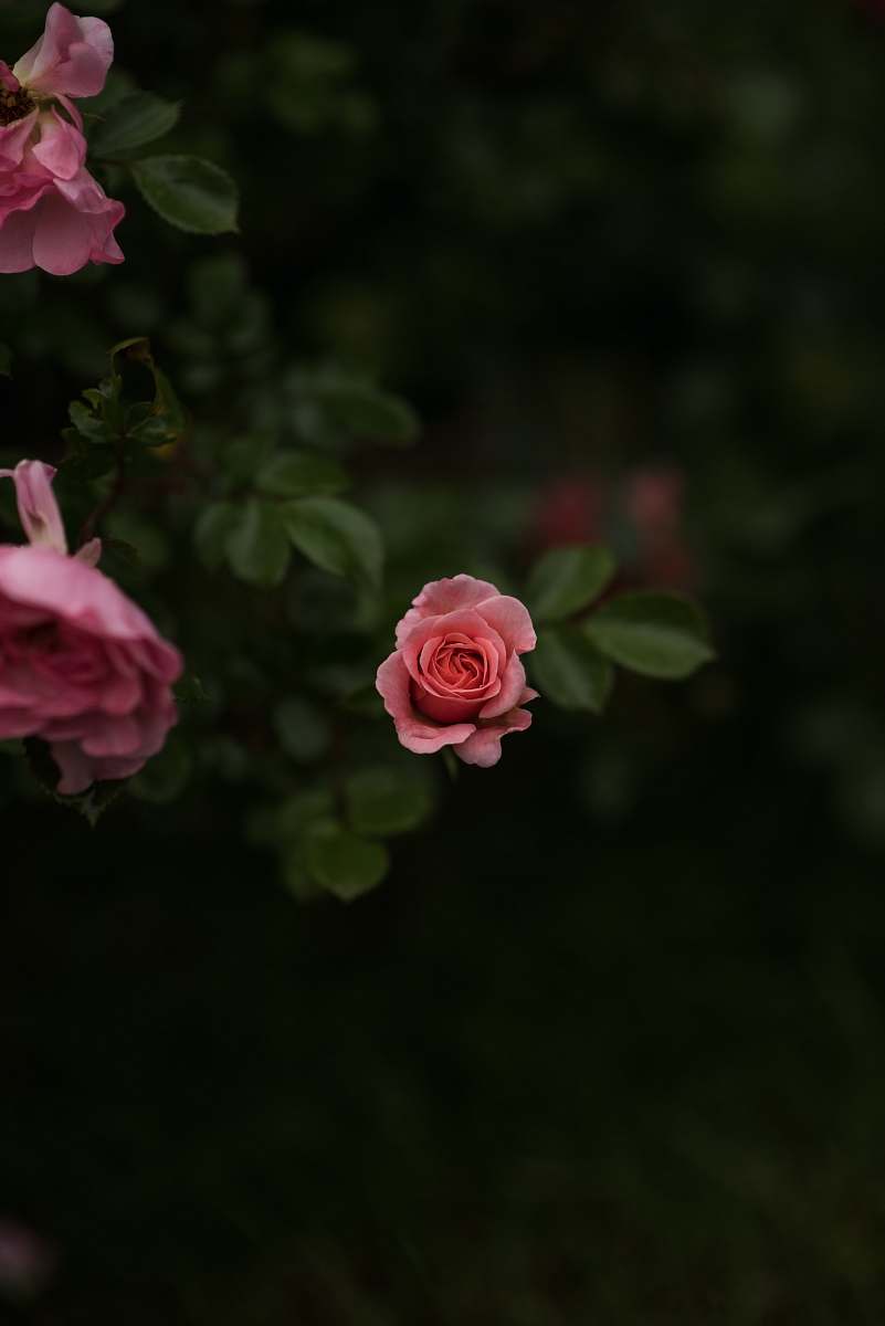 blossom pink rose in macro shot photography rose