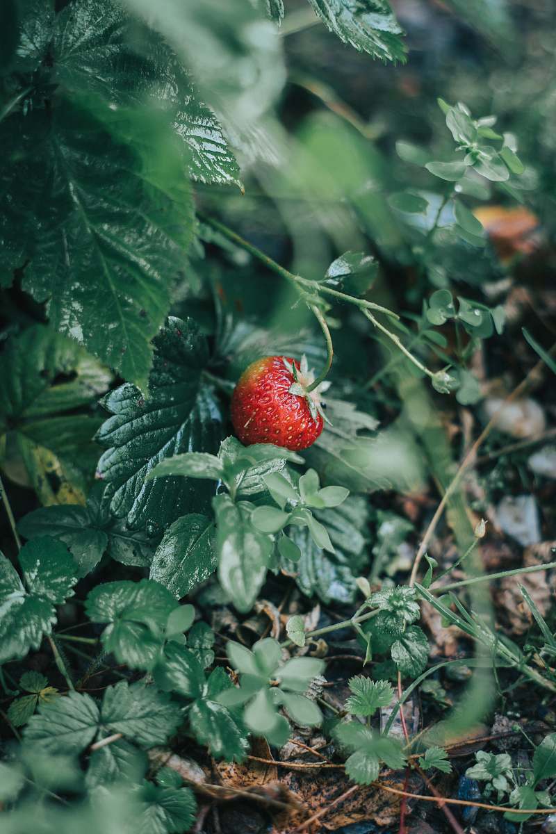 fruit red strawberry plant