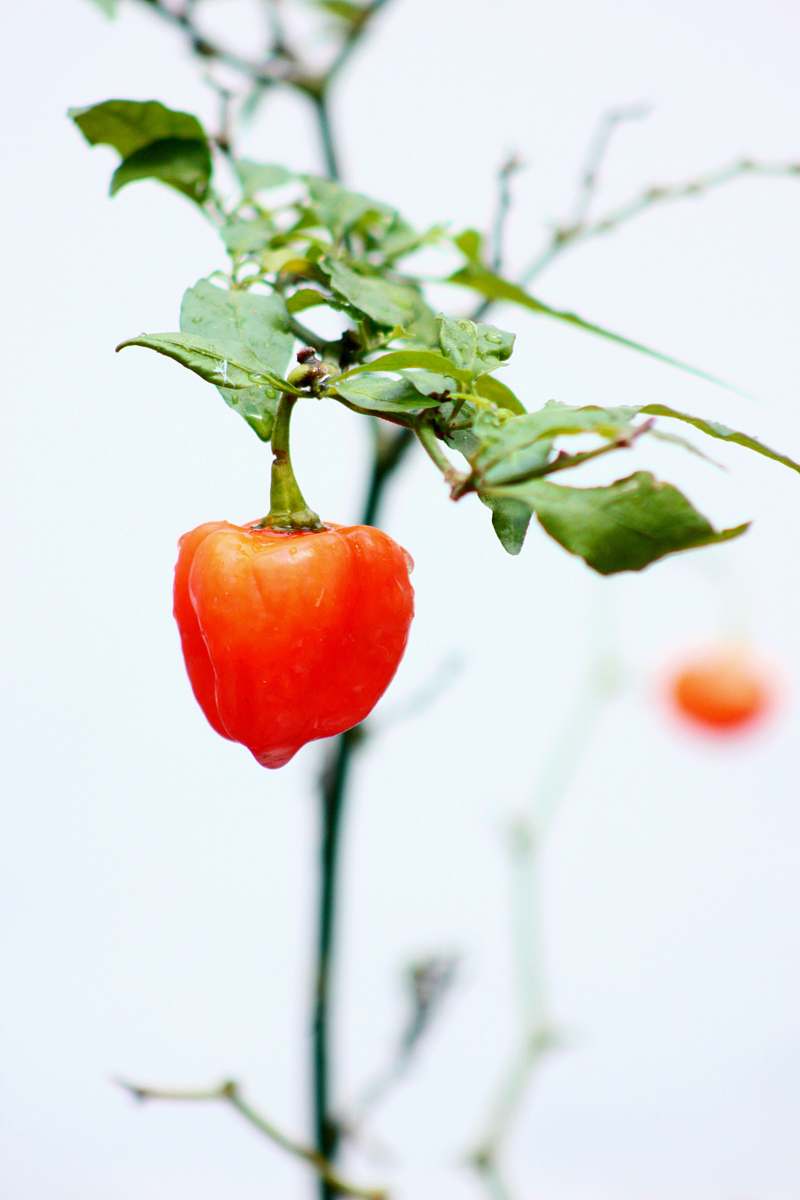 vegetable red vegetable plant