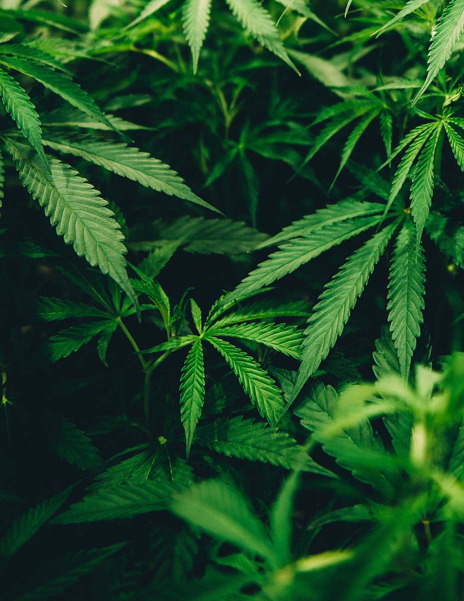 cannabis closeup photo of cannabis plant plant