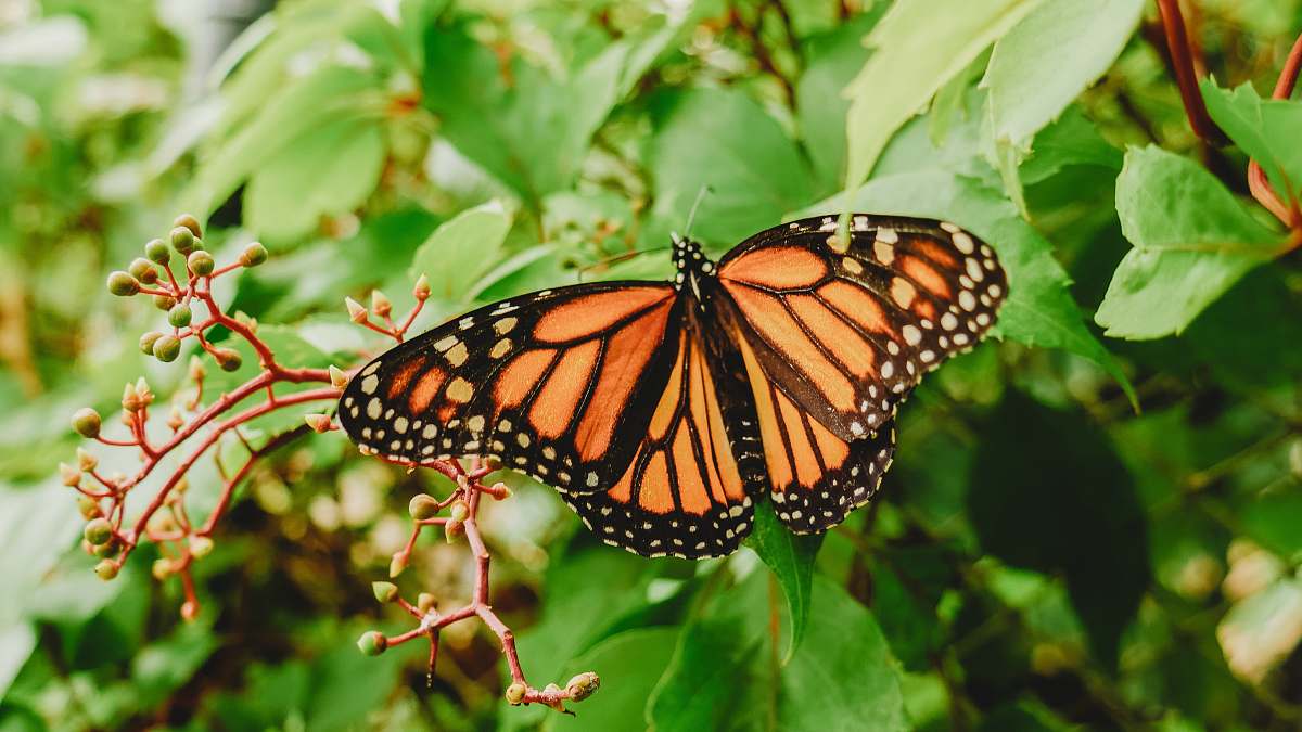 insect brown and black butterfly monarch