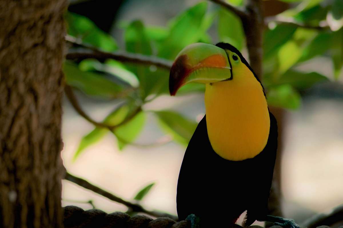 bird macau bird on tree yucatán - cancun