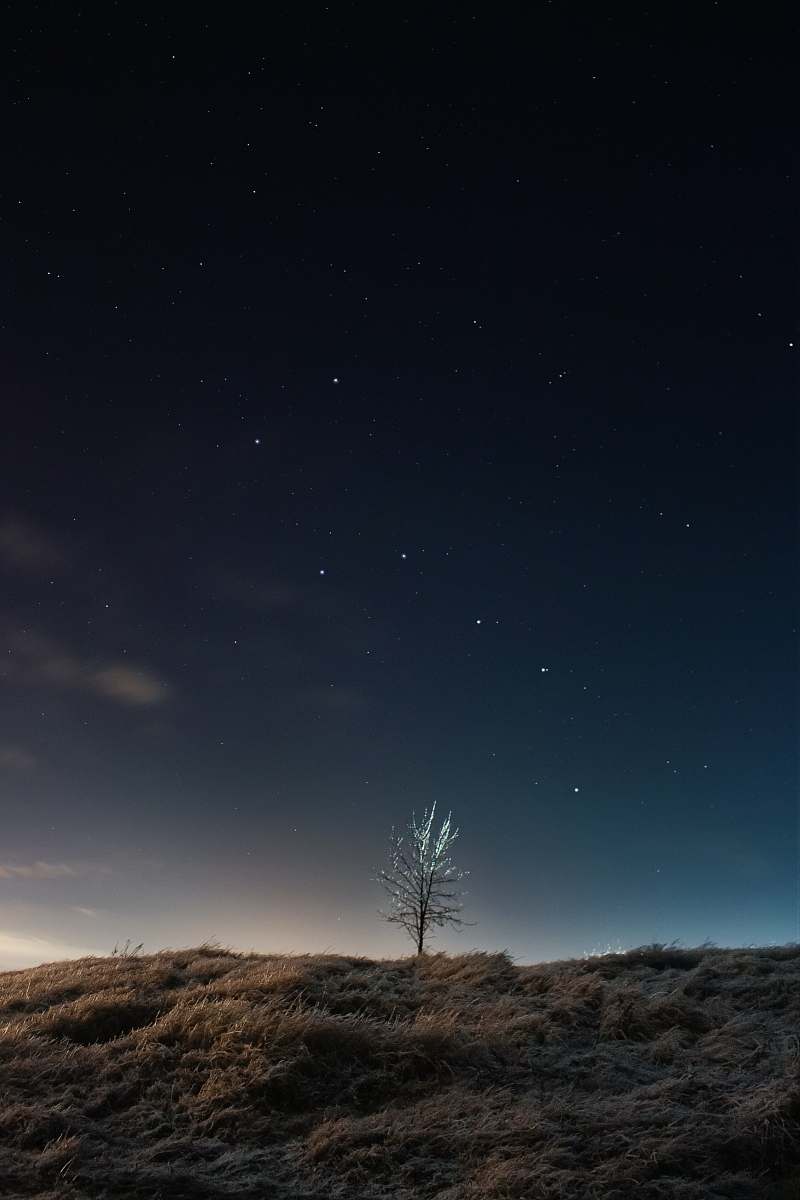 outdoors green tree on brown field under blue sky during night time astronomy