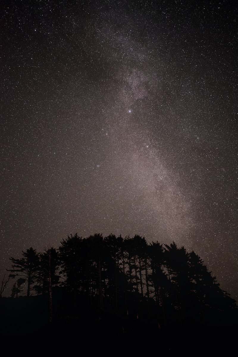 outdoors silhouette of trees under starry night night