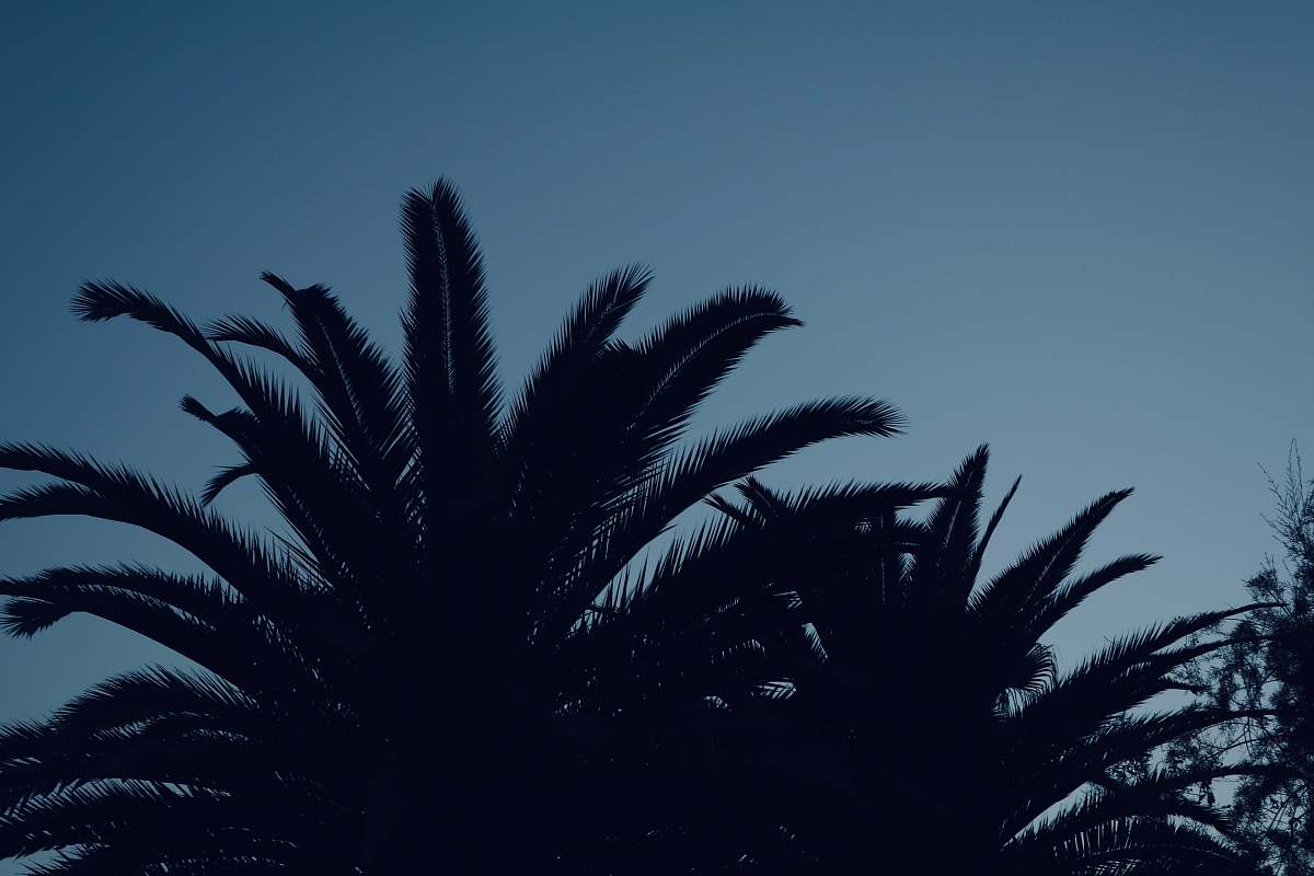 outdoors trees during daytime astronomy