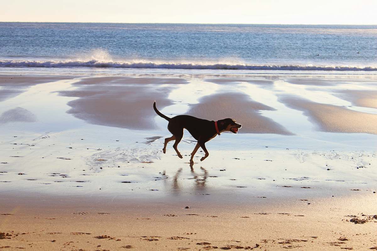 water close-up photography of dog running while biting ball nature