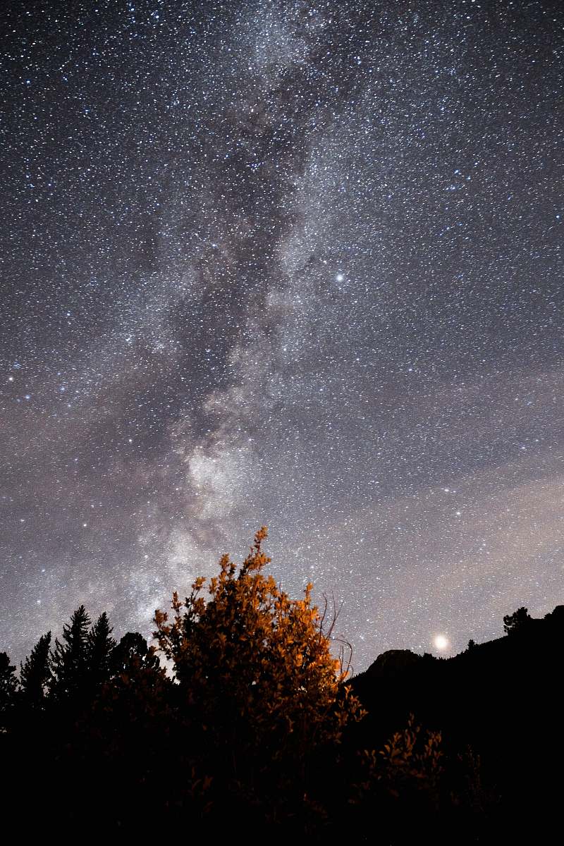 galaxy brown leafed tree at nighttime milky way