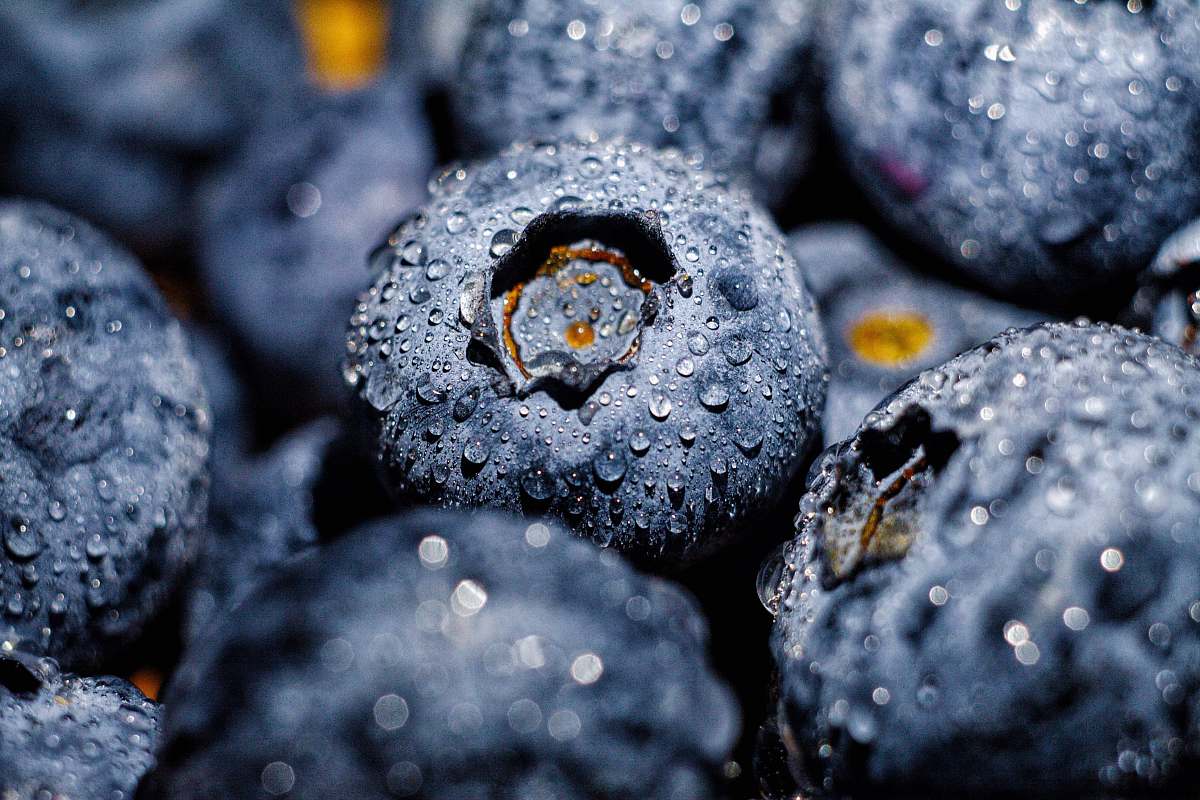 food blueberry fruit blueberry