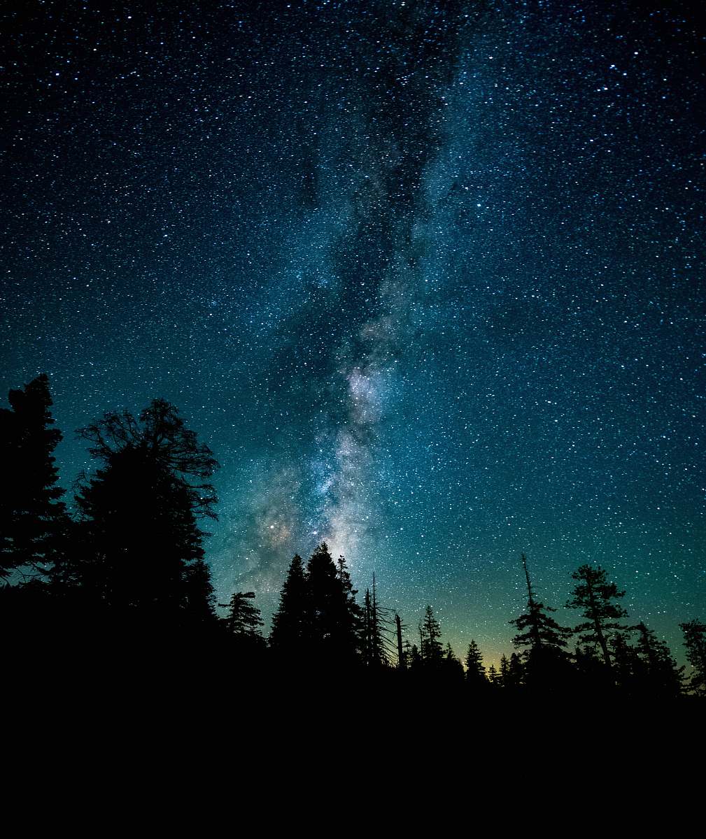 night silhouette photo of trees during night time milky way