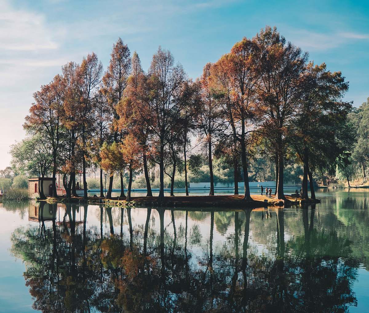 mexico trees surrounded by body of water nature