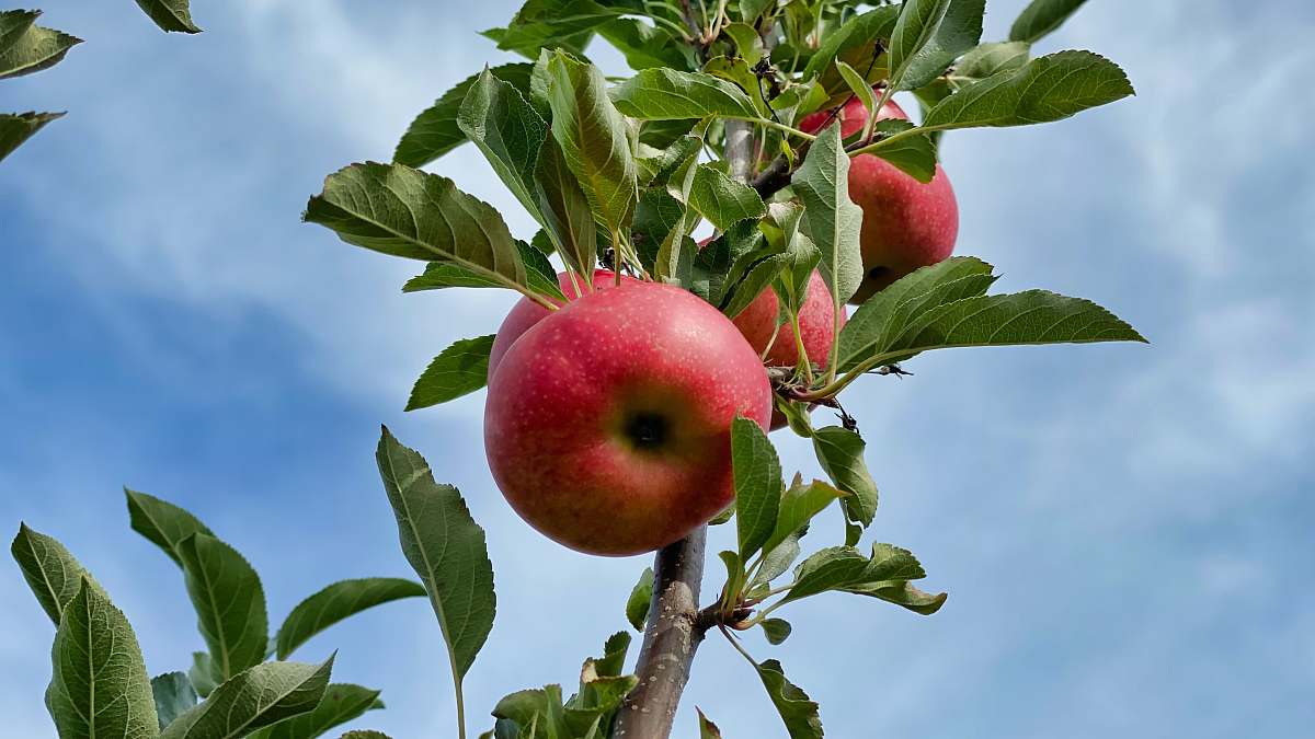food red apple on tree branch during daytime fruit