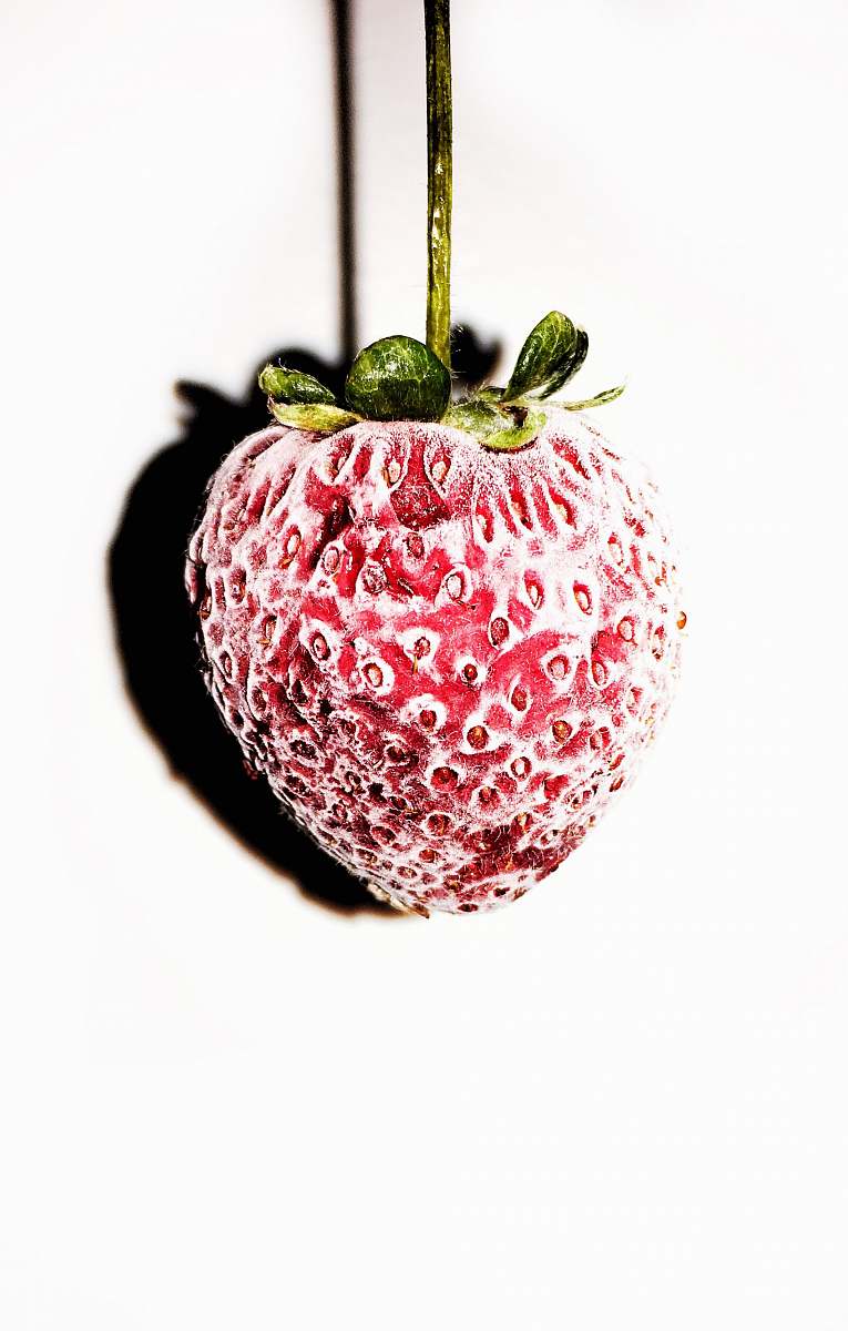 fruit red strawberry fruit on white background plant