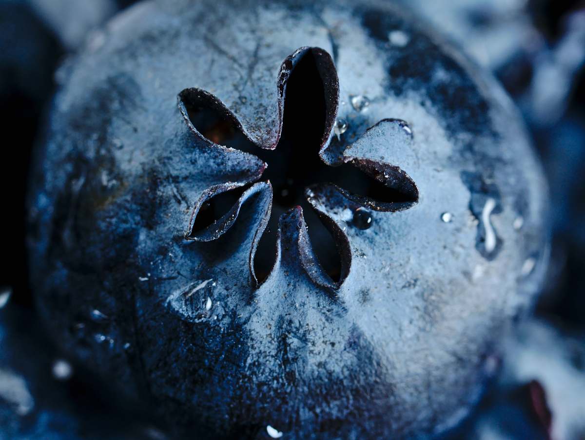 plant black and white flower in close up photography blueberry