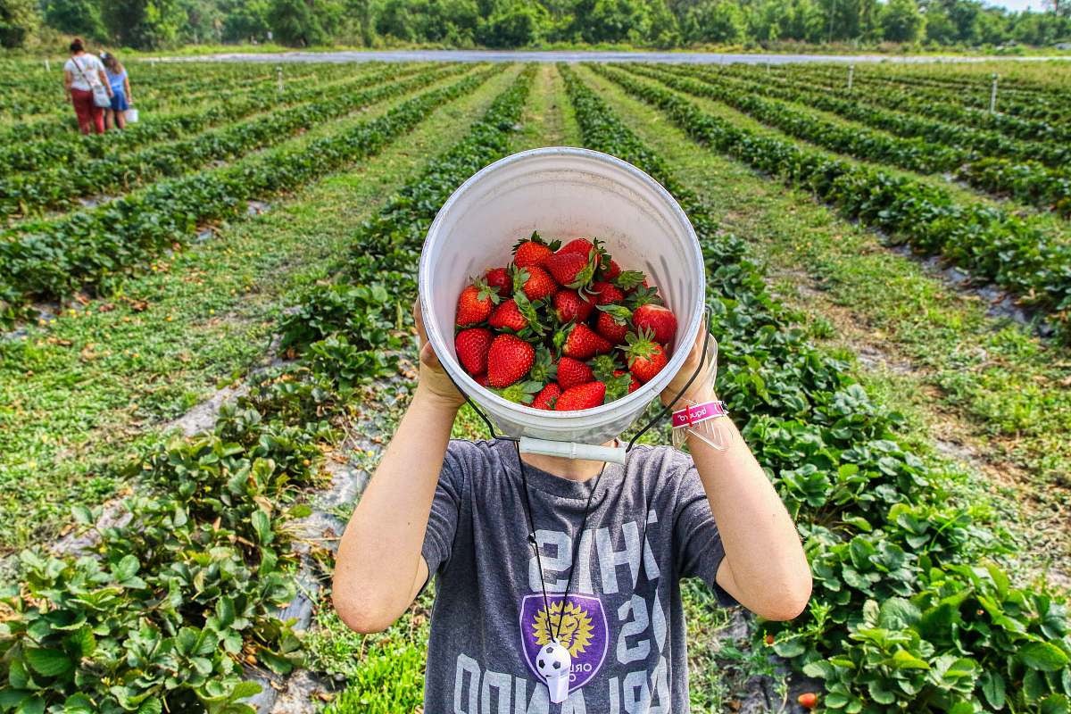 food boy in gray crew neck t-shirt holding white plastic bucket with strawberries strawberry