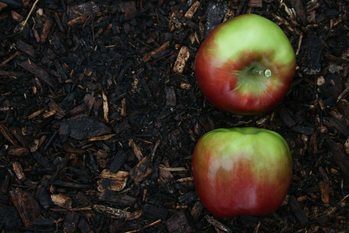 food red and green apple fruit on brown soil Apple