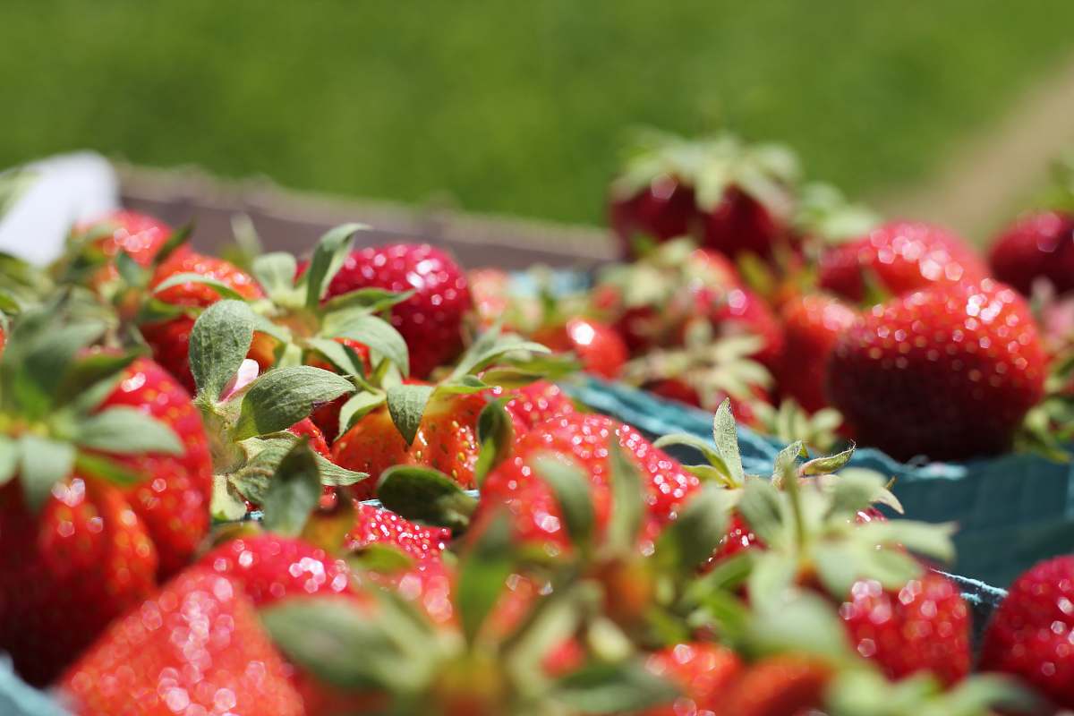 strawberry red strawberries on stainless steel tray food