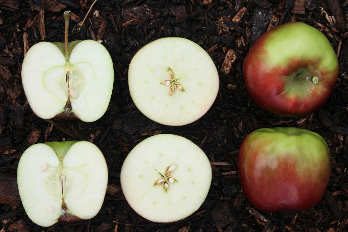food sliced apple fruit on ground Apple