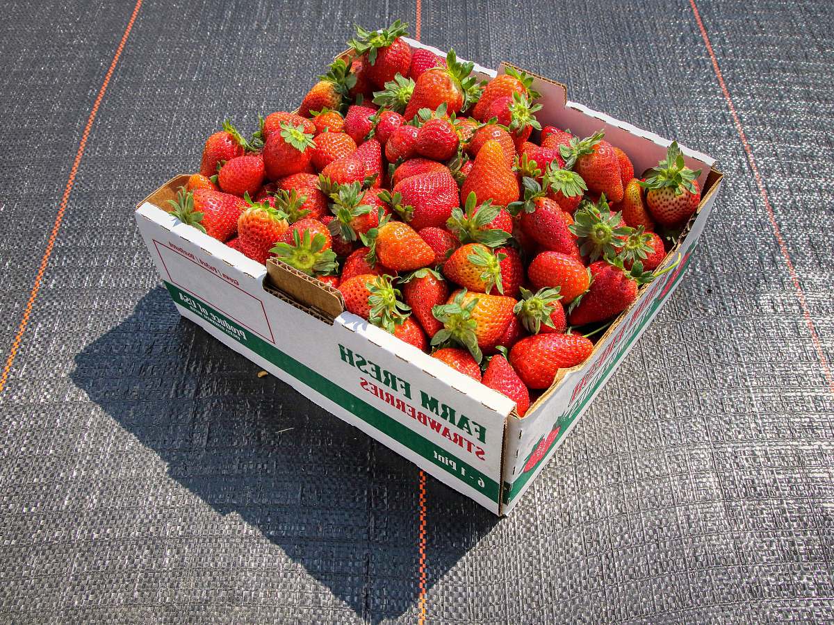 strawberry strawberries in white and green box food