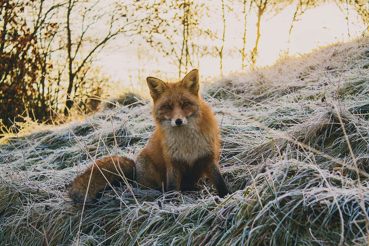 fox close-up photography of fax sitting on green grass field at daytime wildlife