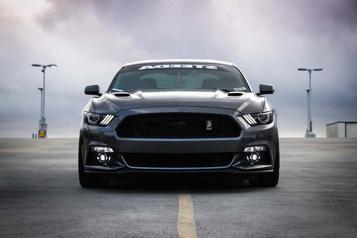 vehicle black Shelby car on road automobile