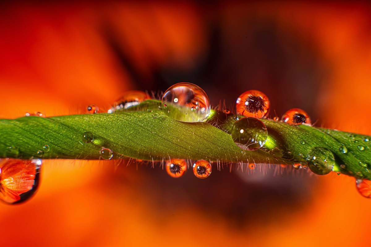 animal water dew on leaf lizard