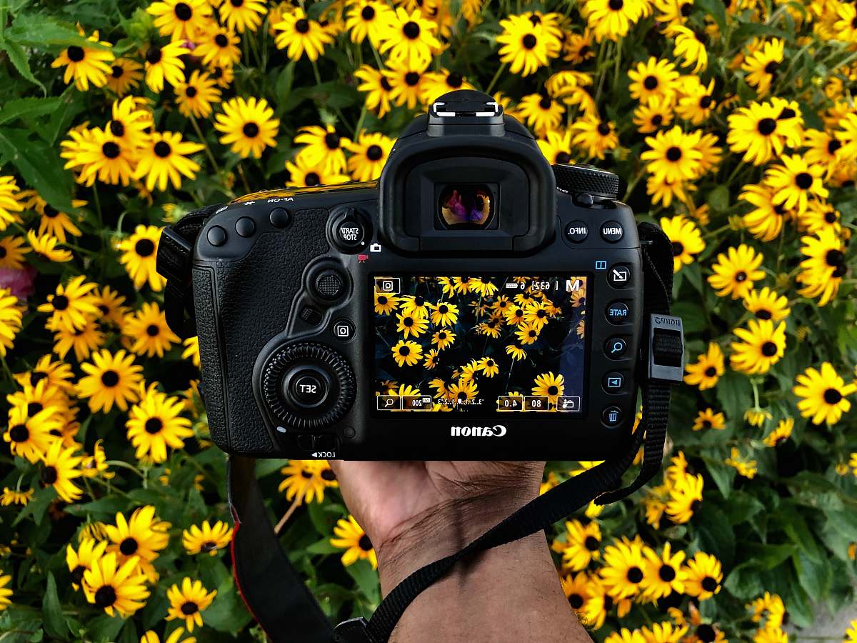 camera person holding Canon camera taking photos of yellow petaled flower plant