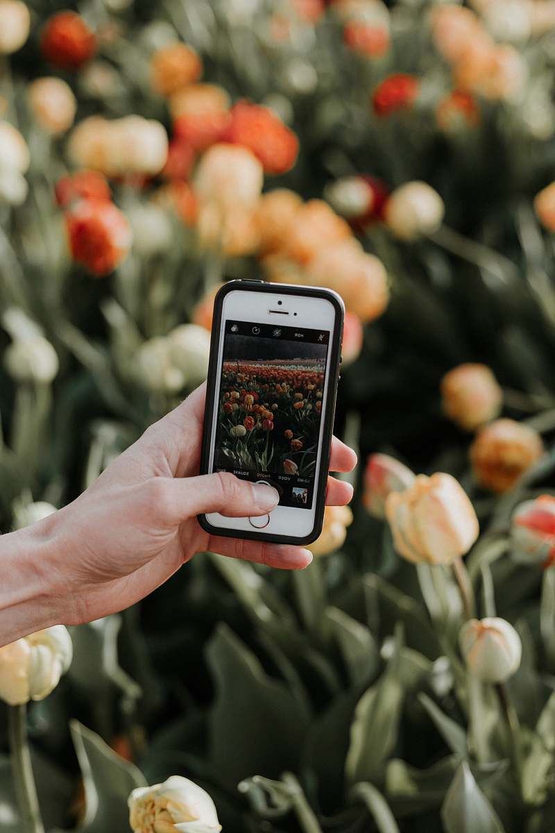 phone person using iPhone to take picture of flower fields cell phone