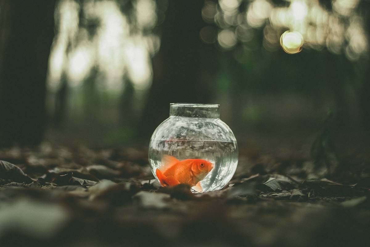 goldfish goldfish in fish tank animal