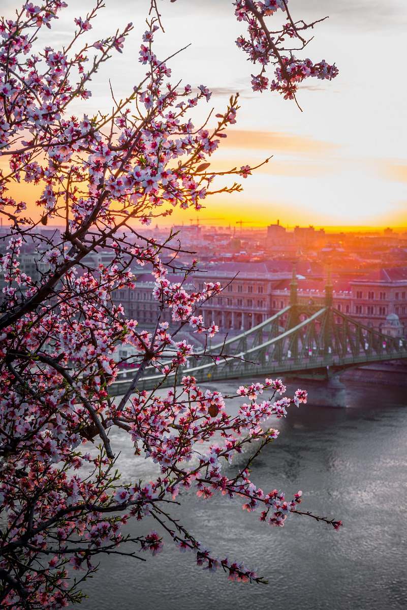 blossom landscape photography of bridge flora