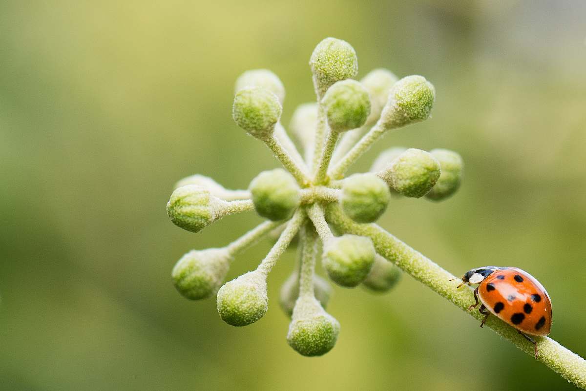 plant tilt-shift lens photography of bug on plant bud