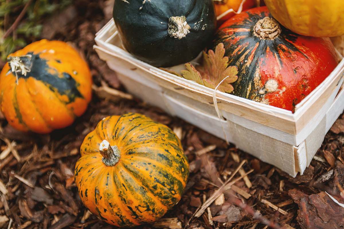squash selective focus photography of yellow and green squash pumpkin