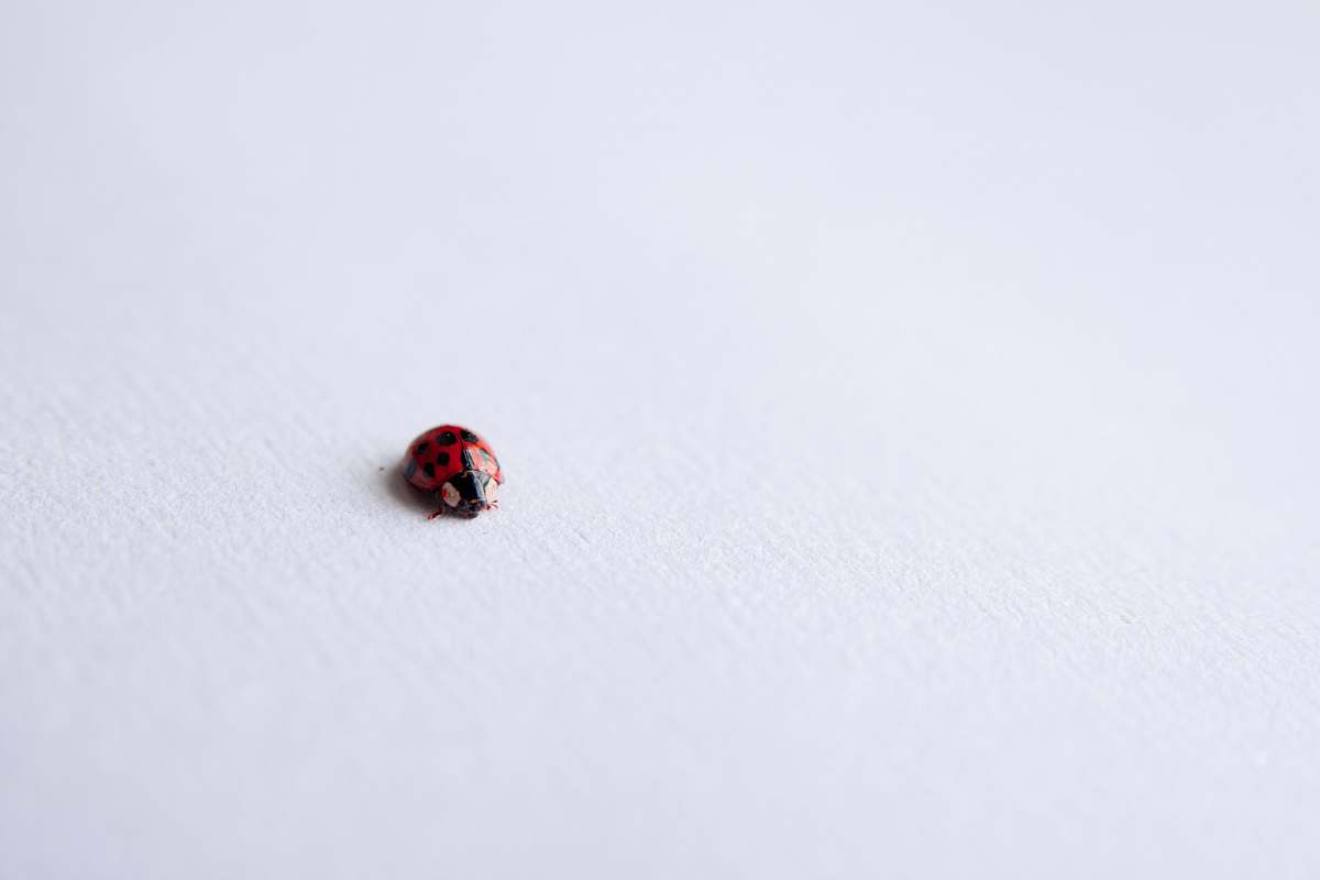 brown red ladybug on white surface black