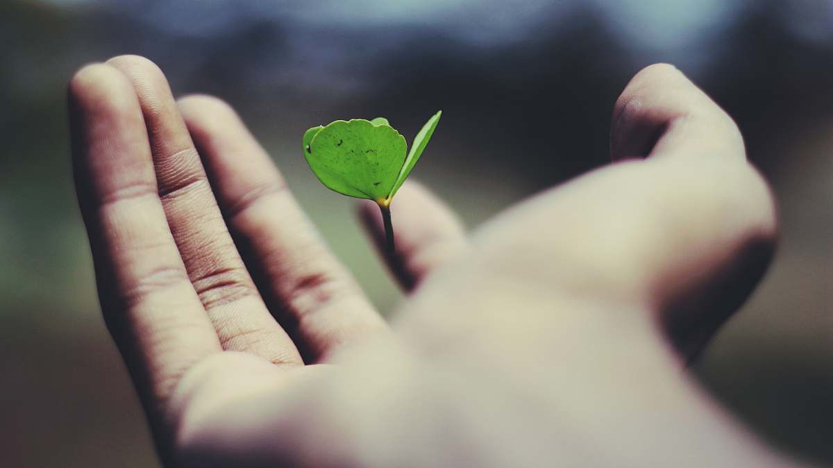 life floating green leaf plant on person's hand hand