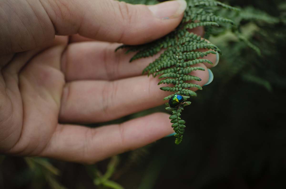 person black and blue bug on leaves people