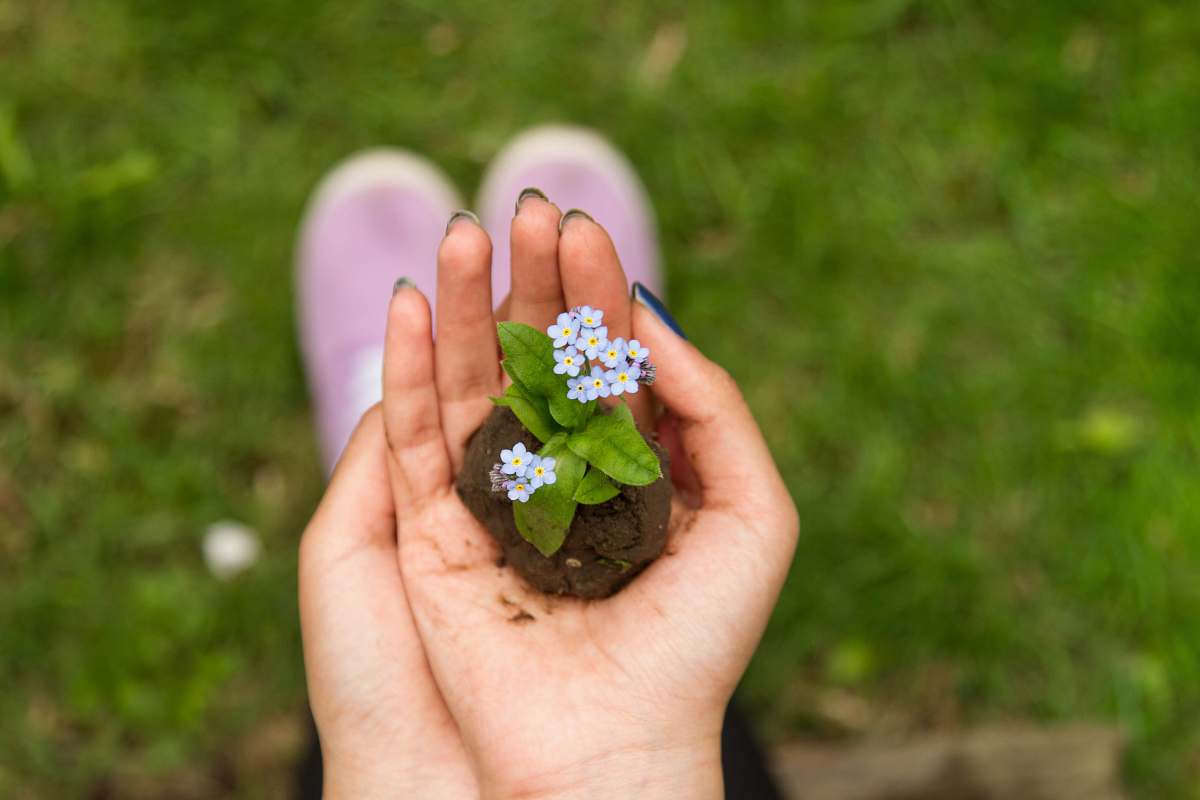 woman person holding white petaled flower hands