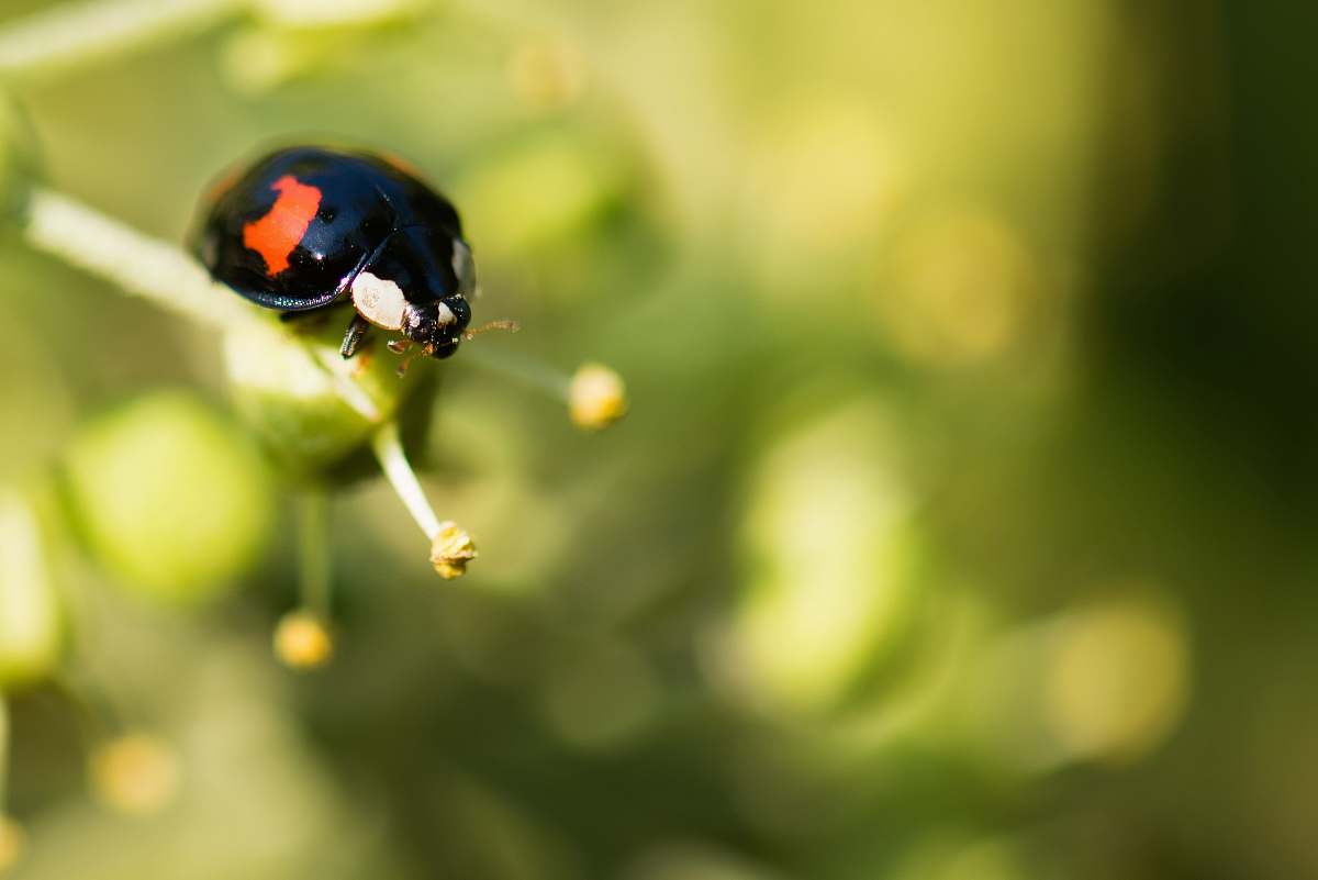 animal black and orange bug invertebrate