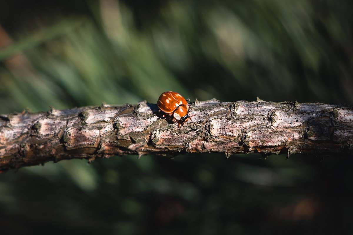 animal brown bu on tree branch invertebrate