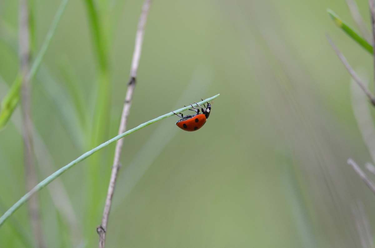 animal ladybug on green plant invertebrate